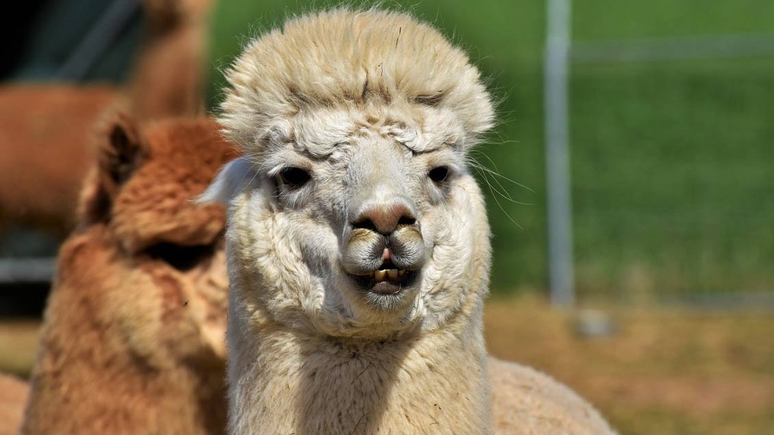 lama1130