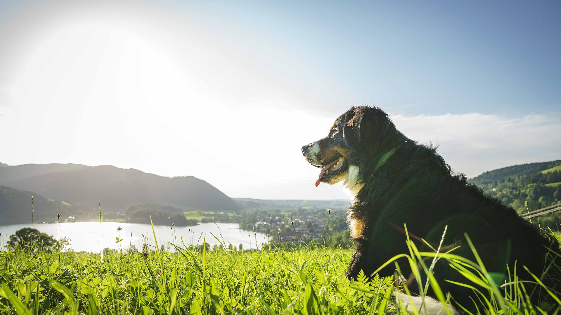 Urlaub mit Hund Bayern Schliersee, © Dietmar Denger
