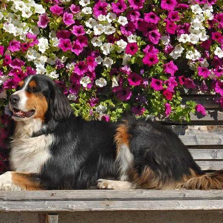 Sie finden Hunde,, © im-web.de/ Gäste-Information Schliersee in der vitalwelt schliersee