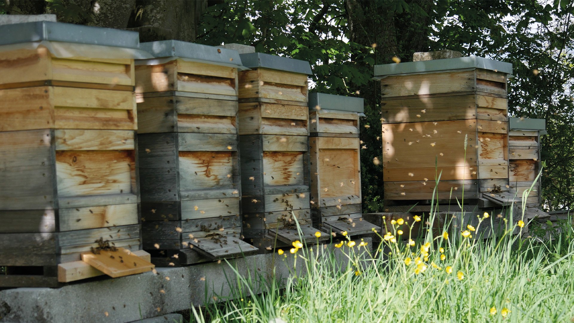 Bio-Imkerei Bartl EKF