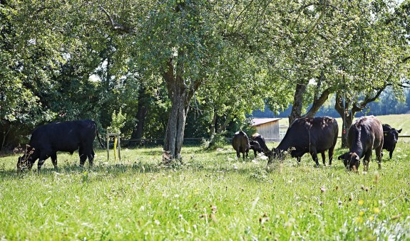 Wagyu Oberland EKF Wagyu Oberland EKF