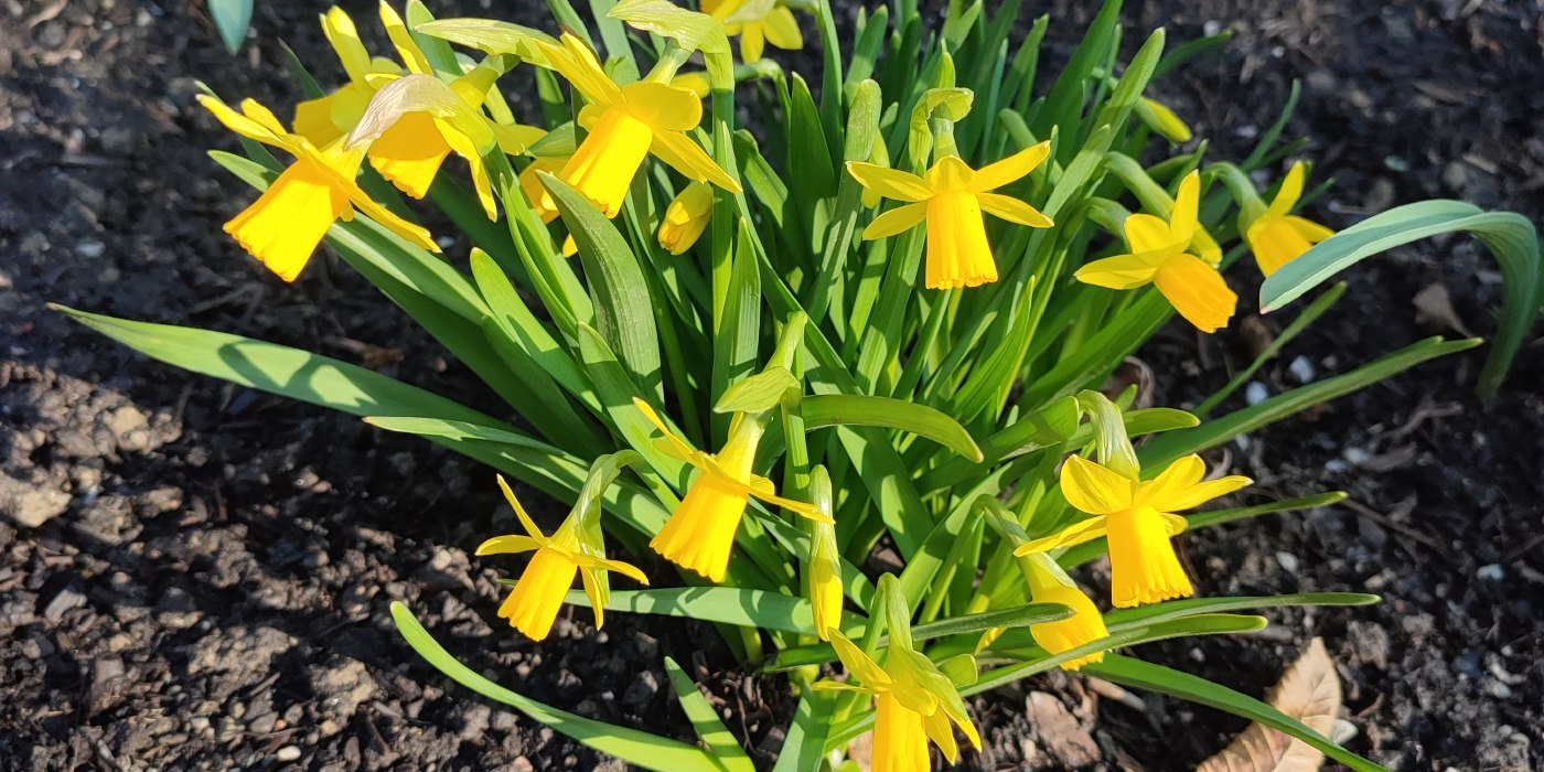Gelbe Blumen