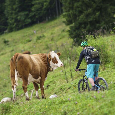 Radfahren Mountainbike, © Dietmar Denger