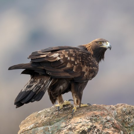 THF_Steinadler sitzend © Adobe Stock_HPE, © Adobe Stock THF_Steinadler sitzend © Adobe Stock_HPE, © Adobe Stock