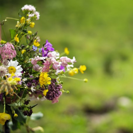 rose_travel_l1010336 rose_travel_l1010336