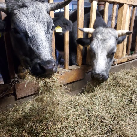 Unsere Ochsen &#128002;, © im-web.de/ Tourist-Information Kreuth