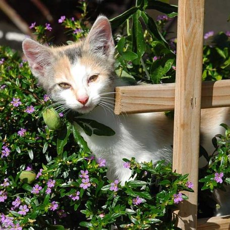 Katzen,, © im-web.de/ Gäste-Information Schliersee in der vitalwelt schliersee