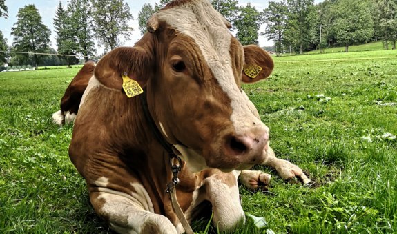 viehmarkt_web, &copy; Zuchtverband Miesbach