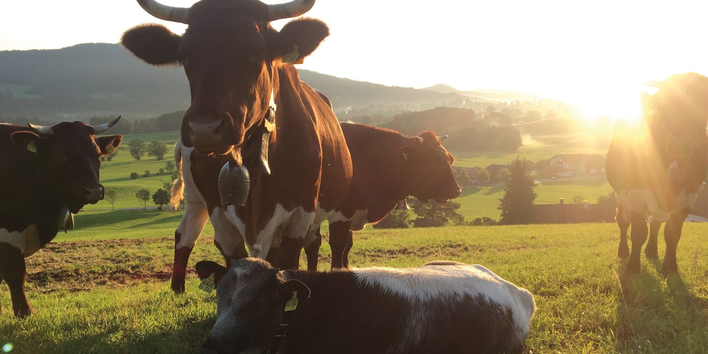 Biohof Schwarzenberg EKF Biohof Schwarzenberg EKF