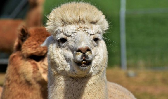 lama1130