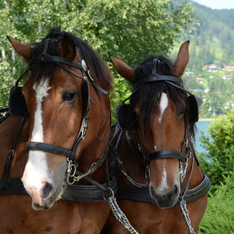 150612_fischerweber_kutsche_033 150612_fischerweber_kutsche_033