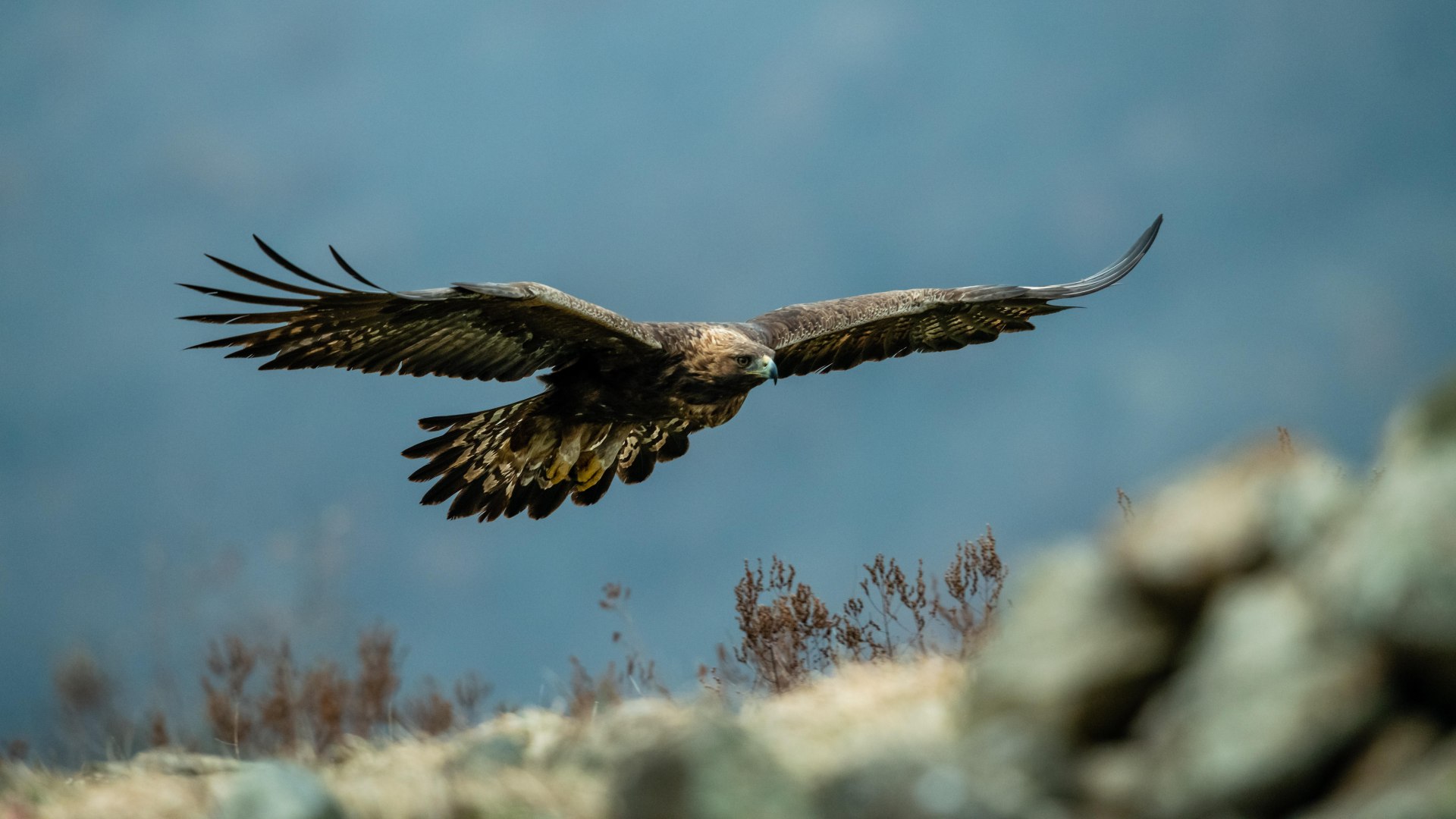 NK_KeyVisual_Steinadlerwanderung © Adobe Stock_Tomas Hulik, © Adobe Stock