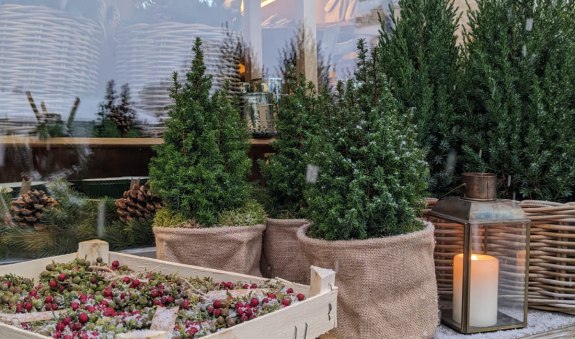 Buchsbaum Adventausstellung