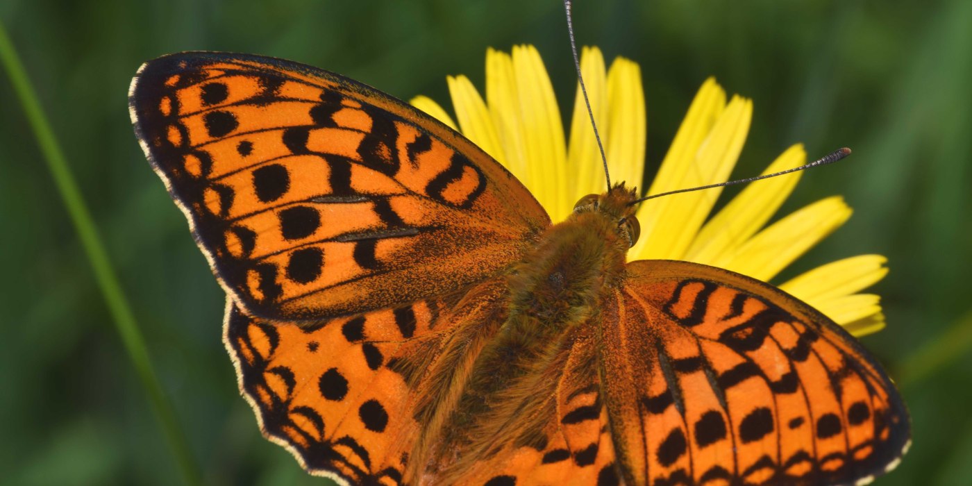 Feuriger Perlmuttfalter - Steinwiese 15-06-2018 - FB DSC_0226