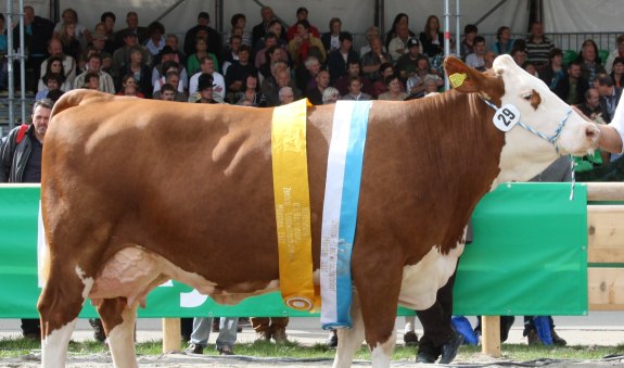 zuchtverband_3_1, © Zuchtverband Miesbach