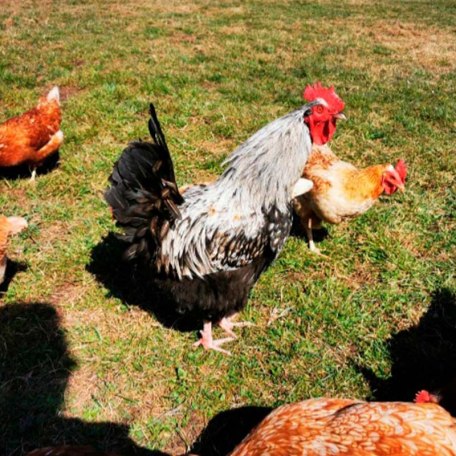 unsere Bio-Hühner mit Gockel, © im-web.de/ Gemeinde Waakirchen-Schaftlach
