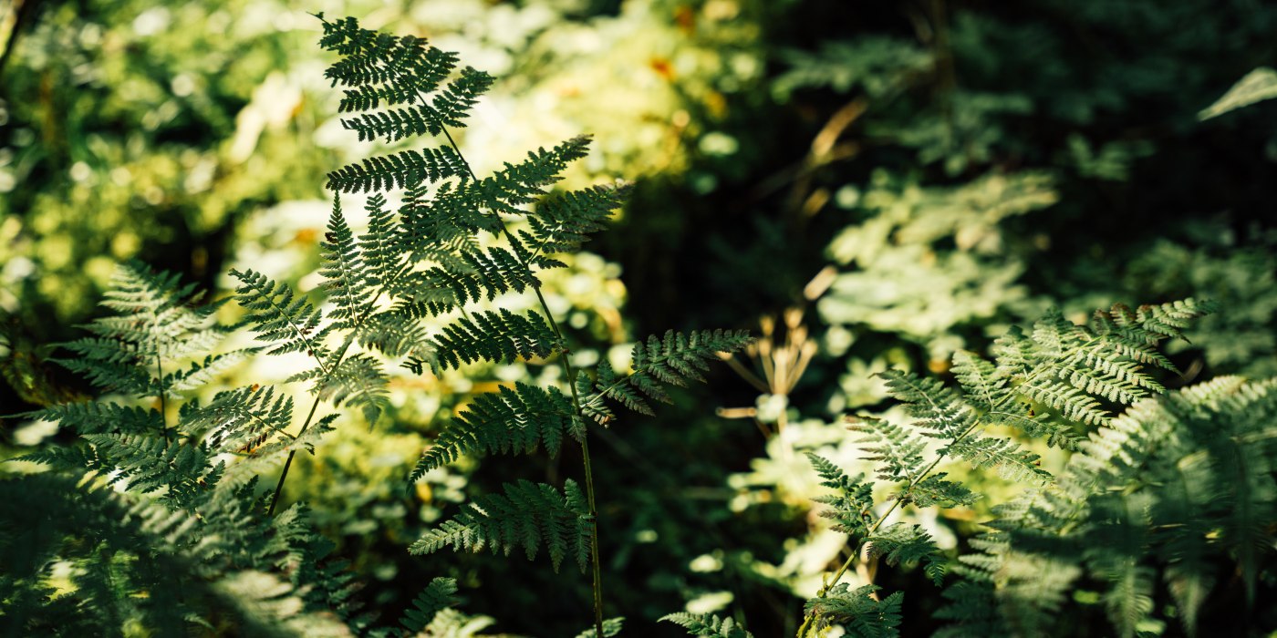 Waldtherapie Gebauer, &copy; Physio Dahoam Fr. Gebauer