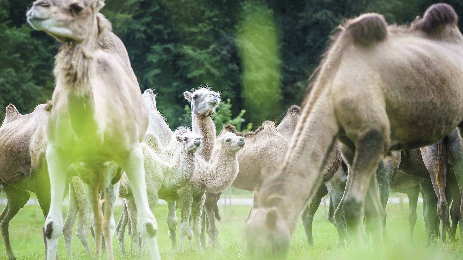 Bayern Kamele Valley, © Dietmar Denger