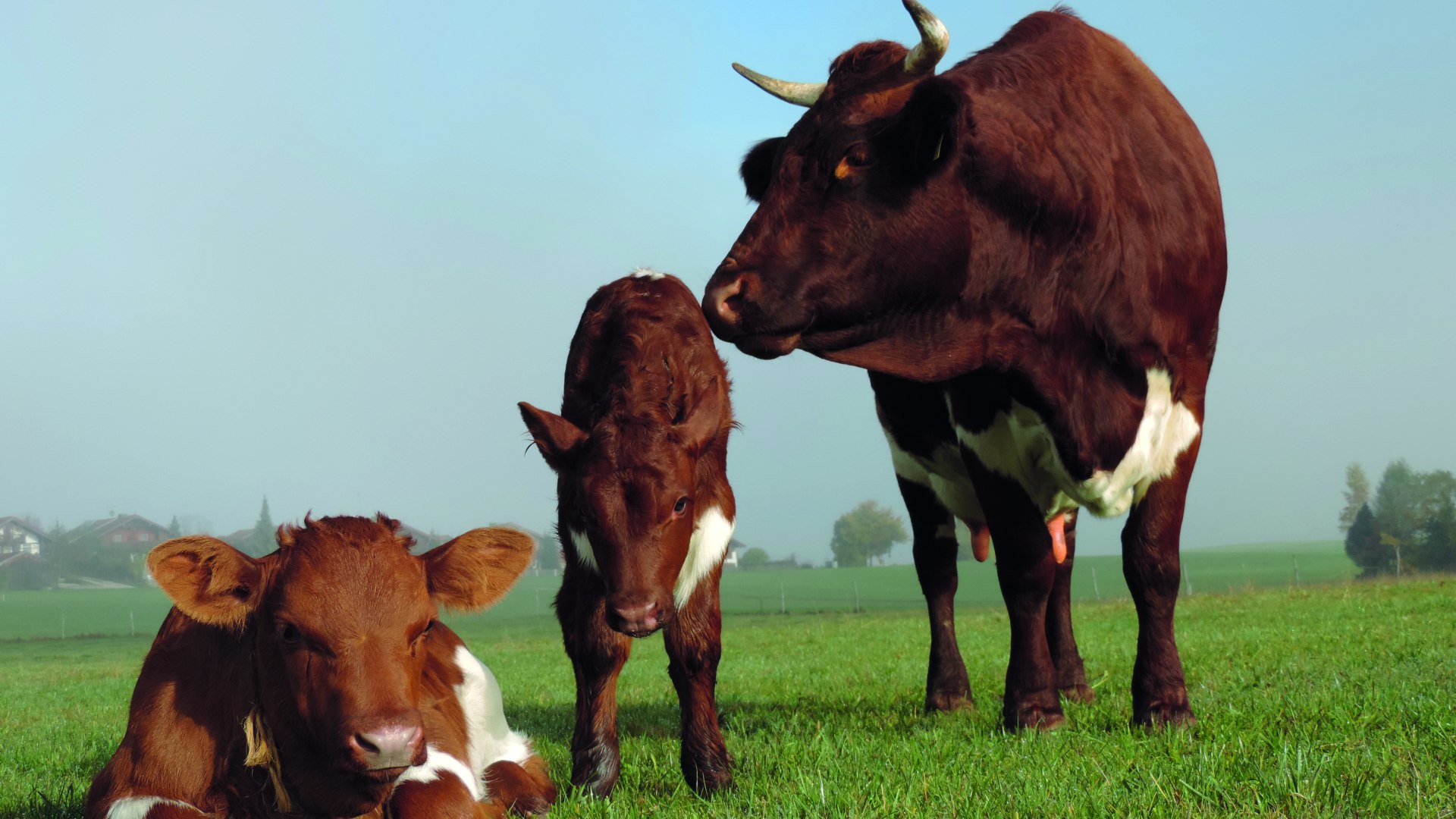 Hanhhof EKF Hanhhof EKF