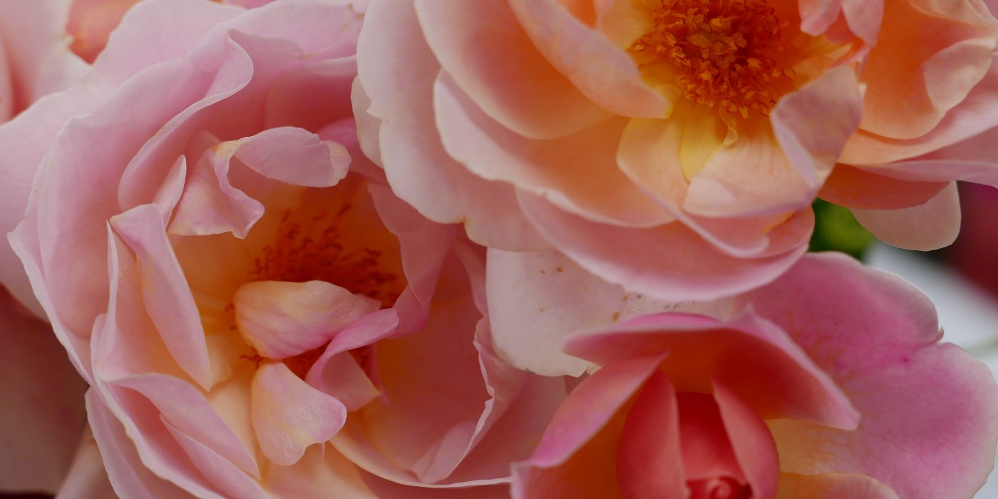 20221005_blumenfest, © Stadt Miesbach