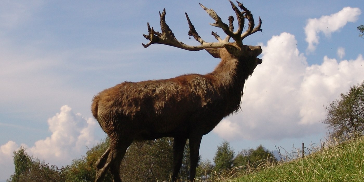 rose_travel_bild_6 rose_travel_bild_6