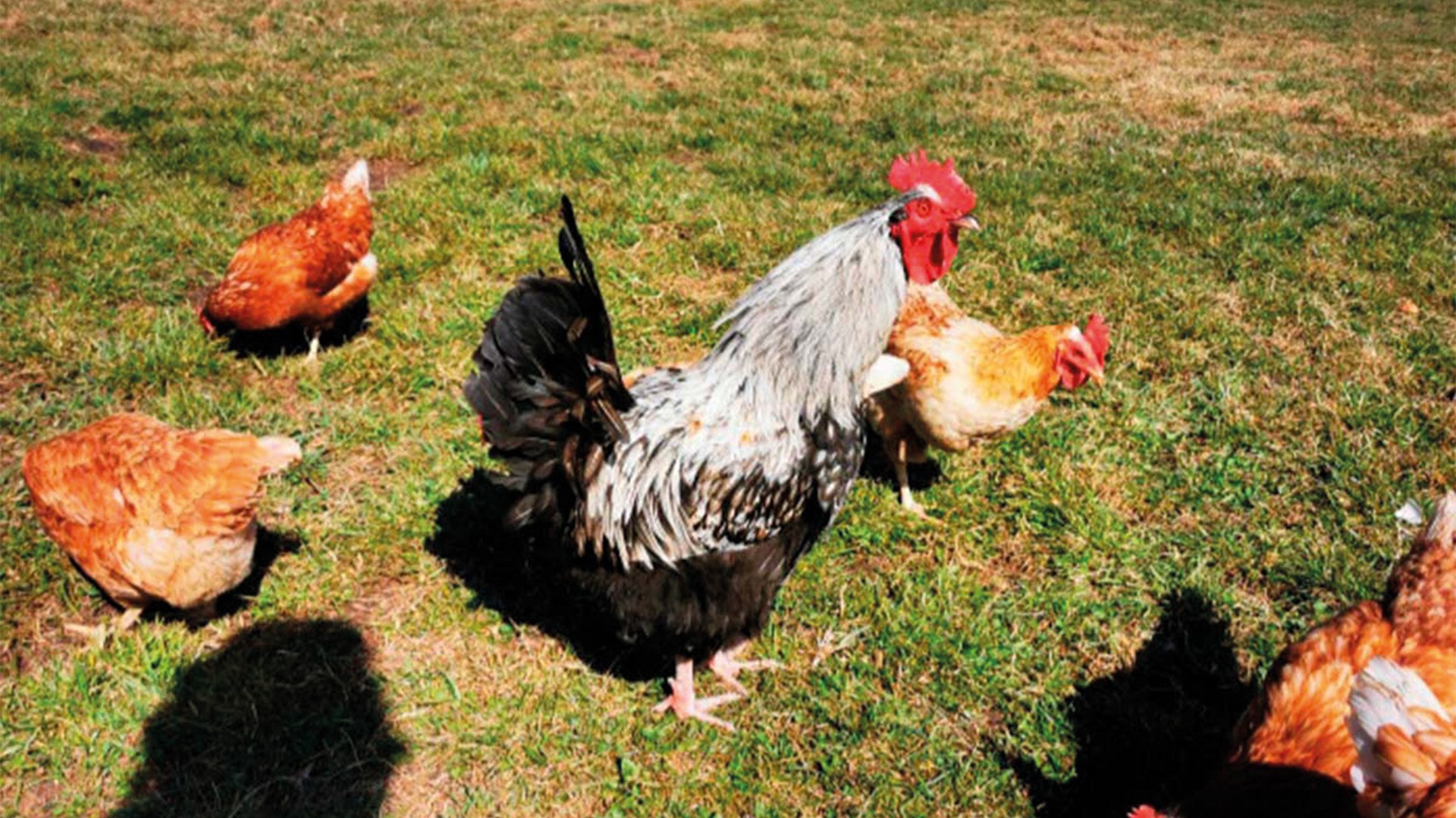 Woidhauserhof EKF Woidhauserhof EKF