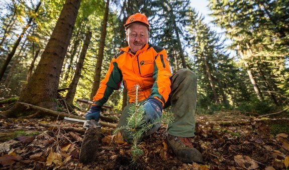 Pfanzung Tanne_BaySF_Martin Hertel, © Bayerische Staatsforsten