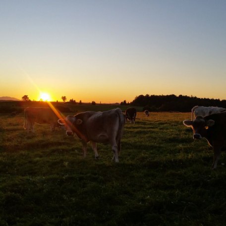 Sonnenuntergang mit unseren Mastrindern, © im-web.de/ Gemeinde Waakirchen-Schaftlach