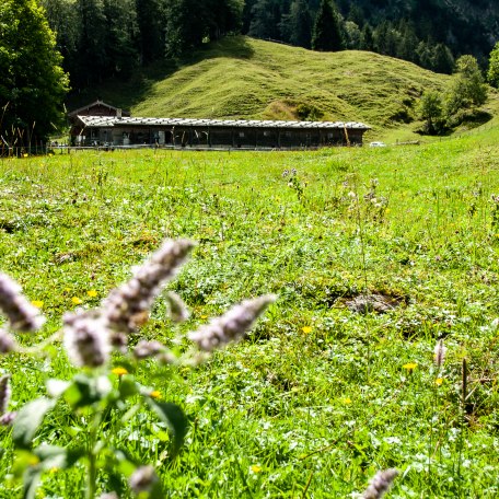 NK_Almwanderung Wittelsbacher © Sabine Ziegler-Musiol_0197, © DER TEGERNSEE