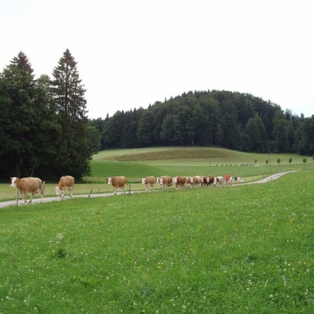 Wo die Milch herkommt !, &copy; im-web.de/ Touristinformation Fischbachau