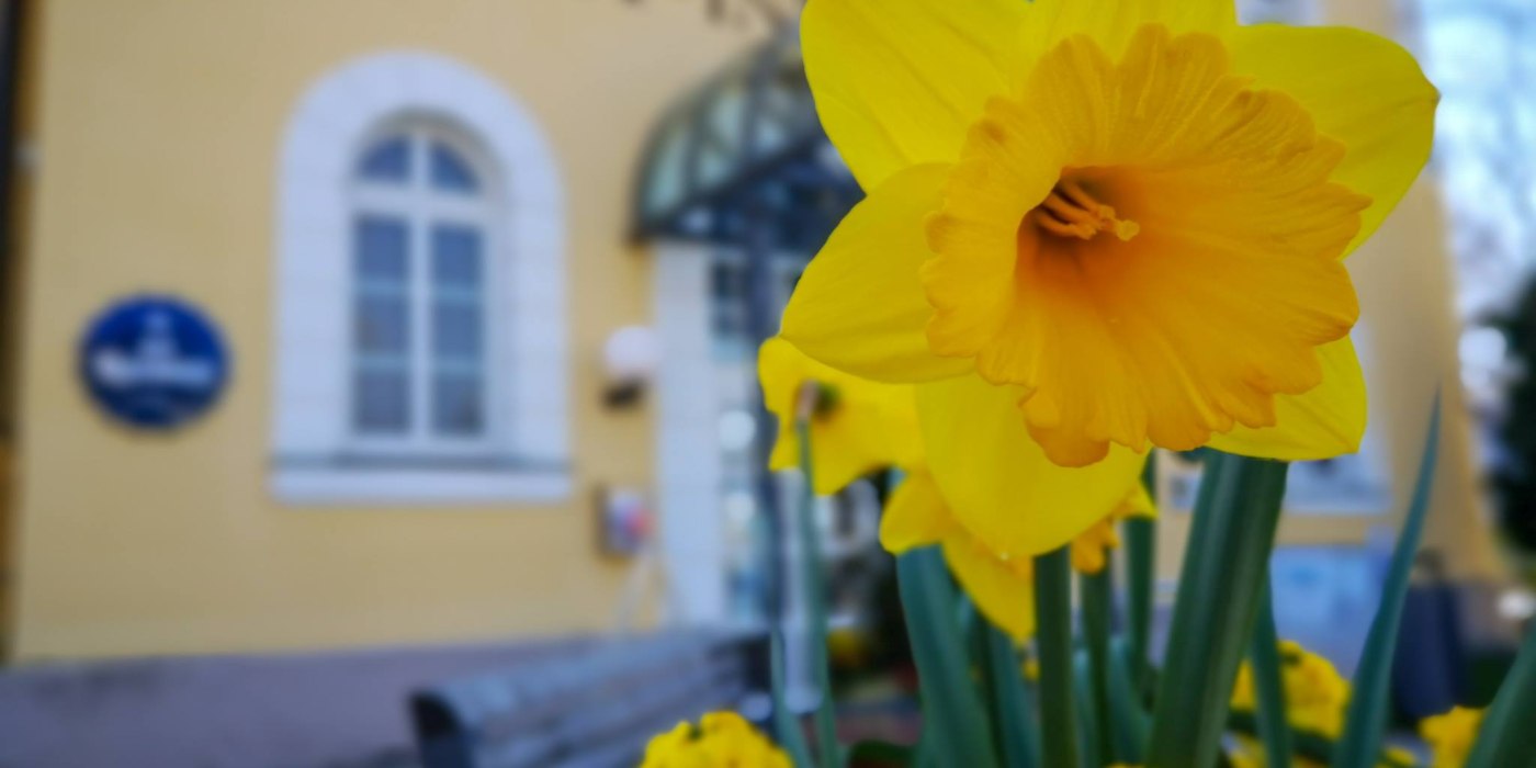 osterglockenti, © ©ThomasMüller osterglockenti, © ©ThomasMüller