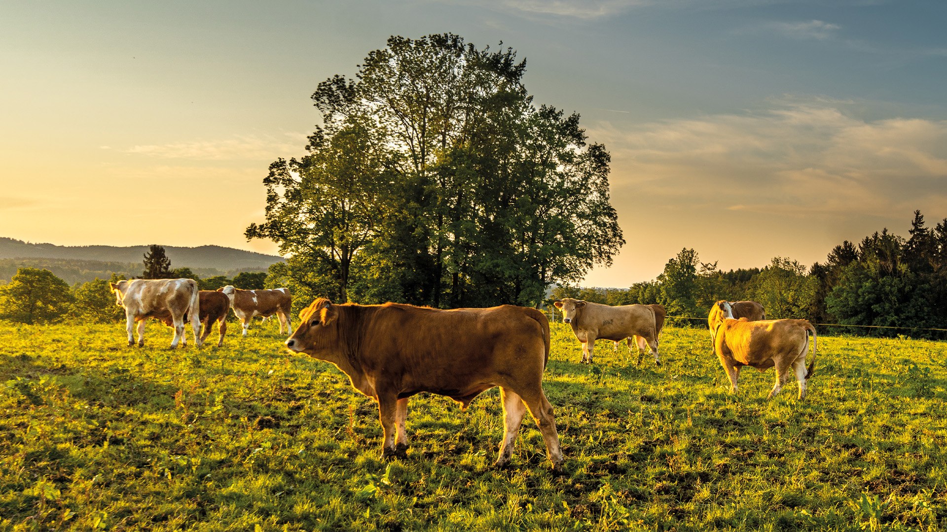 Aignerhof EKF Aignerhof EKF