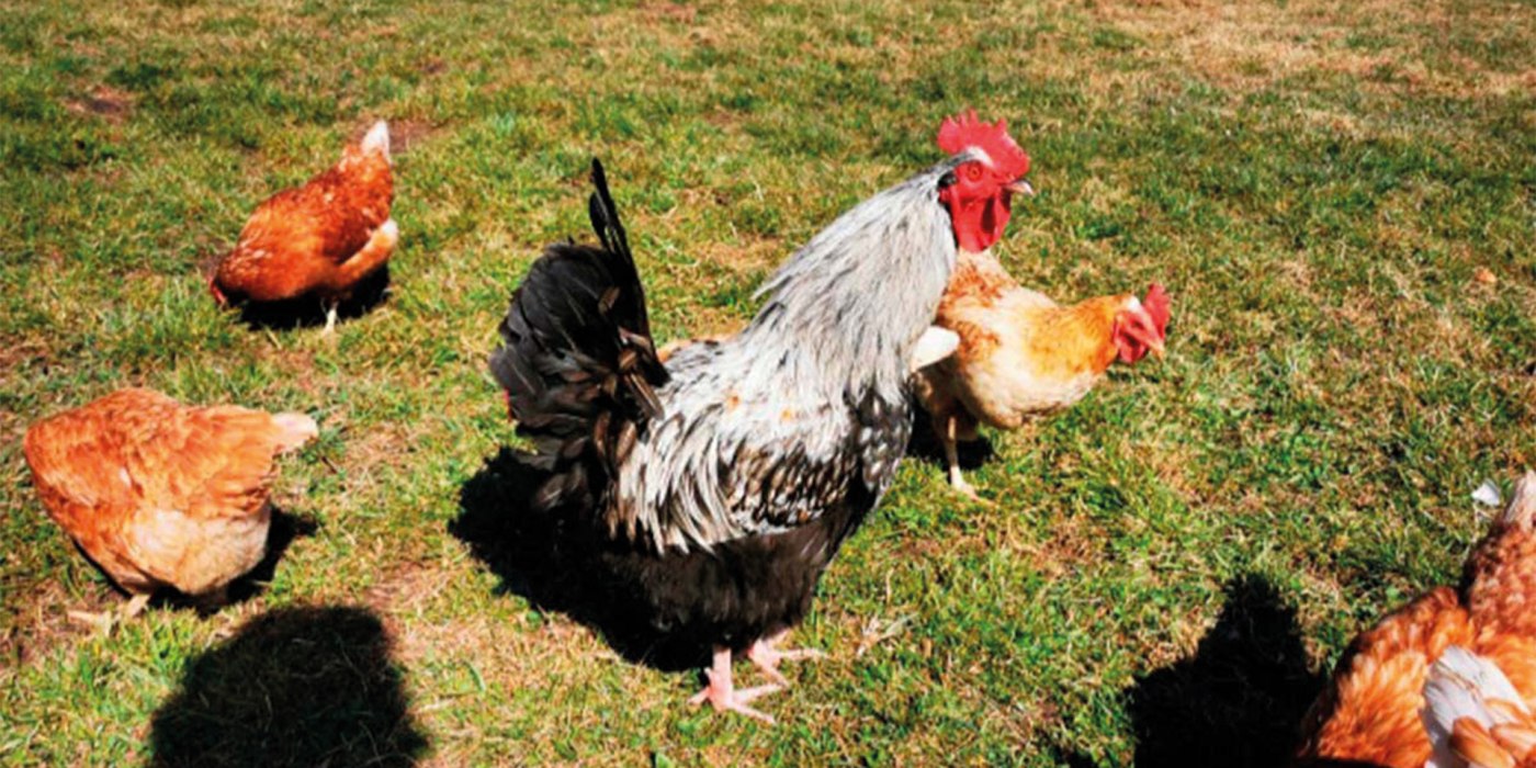 Woidhauserhof EKF Woidhauserhof EKF