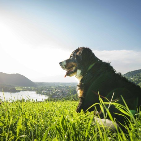 Urlaub mit Hund Bayern Schliersee, © Dietmar Denger