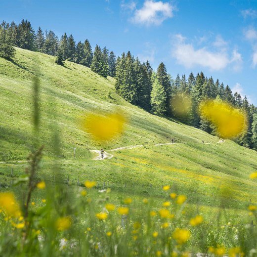 Almwiesen Tegernsee Schliersee, © Dietmar Denger