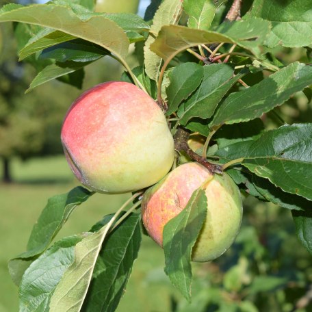 Äpfel von unserem Obstgarten, © im-web.de/ Kultur- und Tourismusamt Miesbach