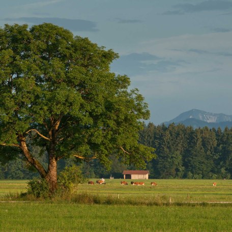 Kühe auf der Weide in Piesenkam, © im-web.de/ Gemeinde Waakirchen-Schaftlach