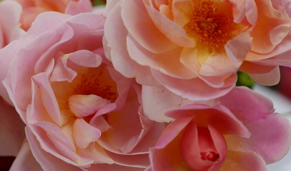 20221005_blumenfest, © Stadt Miesbach