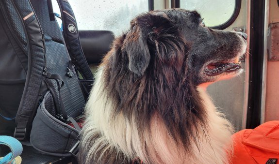 Hund Taubenstein (c) RHS Miesbach, © Rettungshundestaffel Miesbach