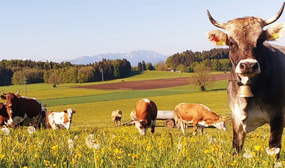 Stroblhof EKF Stroblhof EKF