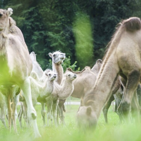 Bayern Kamele Valley, © Dietmar Denger