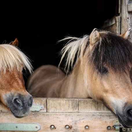 Reiterhof, &copy; im-web.de/ Tourist-Information Kreuth