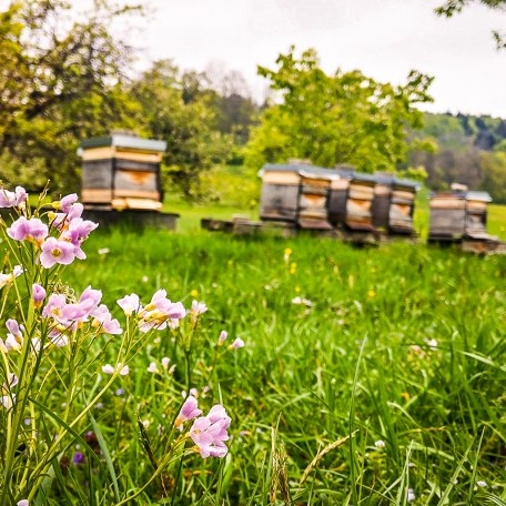 boarhof_mai19-04-1-von-1, © Der Tegernsee Rachel boarhof_mai19-04-1-von-1, © Der Tegernsee Rachel