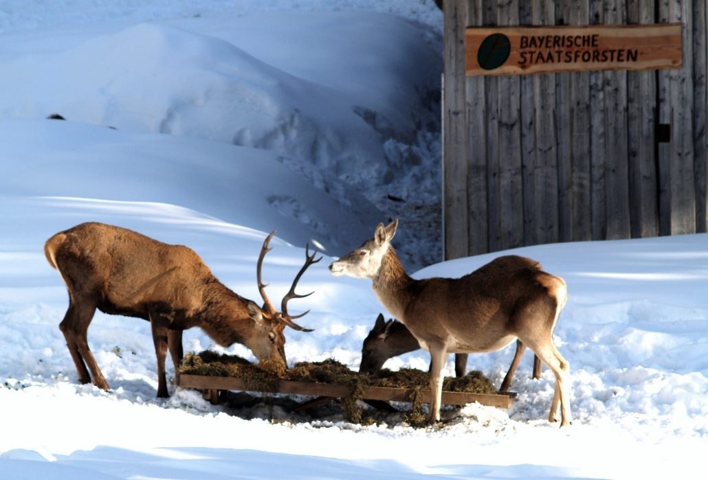 rotwild_1_baysf-1030x699, &copy; Bayerische Staatsforsten