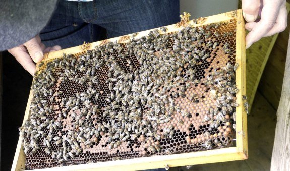 tag-der-bienen3, © Wasmeier Museum