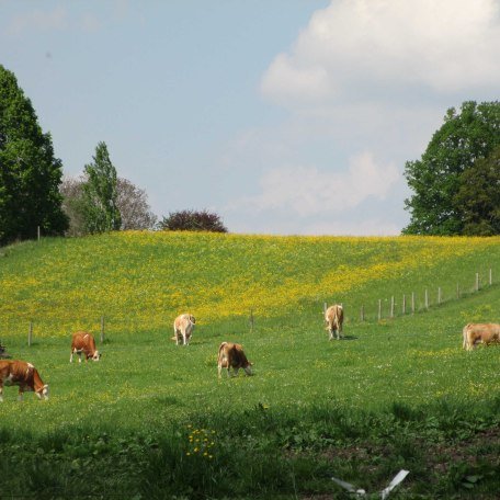 Unsere Kühe dürfen auf die Weide, © im-web.de/ Gemeinde Irschenberg