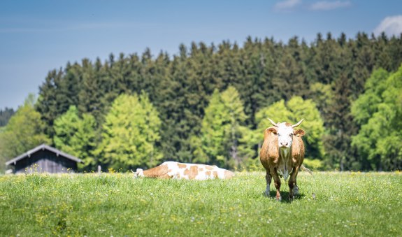 Metzgerei EKF, © Dietmar Denger