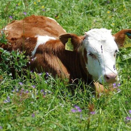 Kalb auf der Weide, © im-web.de/ Gäste-Information Schliersee in der vitalwelt schliersee