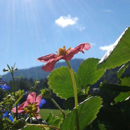 Blick durch die Blume vom Balkon, © im-web.de/ Tourist-Information Kreuth