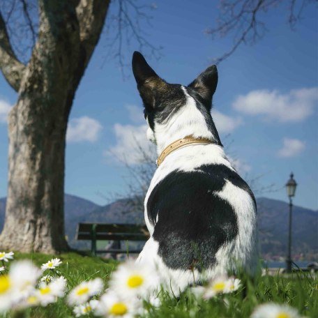 Urlaub Hund Bayern Tegernsee, © Dietmar Denger